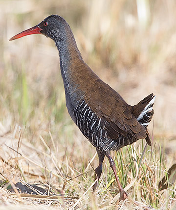 African Rail